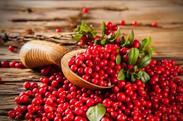 Vaccinium