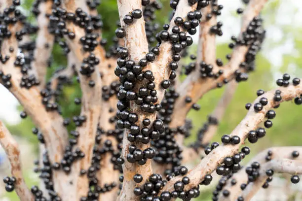 Jabuticaba fruits on the tree