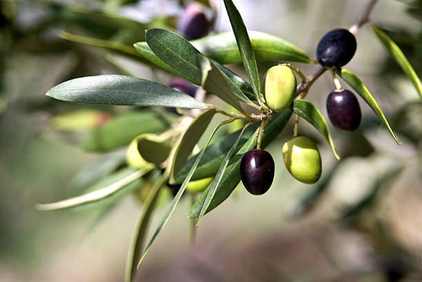 oleum - fruits that end with um