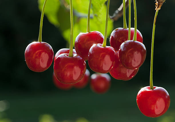 Sour Cherry fruits
